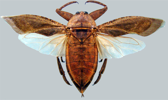 Lethocerus collocicus